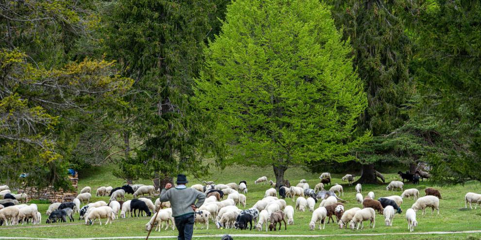 Schafe-im-Wald-AdobeStock_437607380