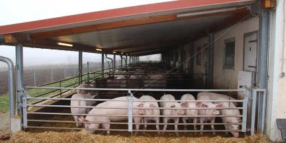 Das neue Impfkonzept hat sich ausgezahlt. Die Mastschweine sind vital und gesund.